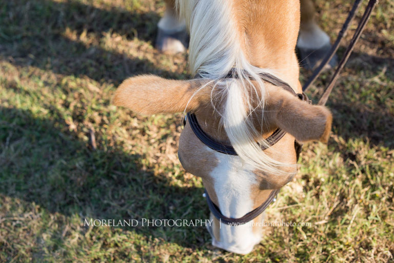 Close up image of a Palomino horse wearing a Brown leather bridal white eating grass, Grass, Horse Eating, Mike Moreland, Moreland Photography, Atlanta Portrait Photographer, Senior Photography Atlanta, Kings Ridge Christian Academy, Nature, Equestrian, Georgia Senior Portrait, Outdoors Photography, Georgia Girl, Equine, Palomino, Palomino Horse, White Mane, Close Up, Bridal, Leather Bridal,