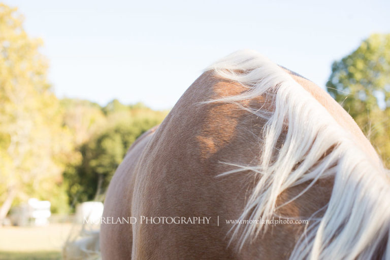 Close up image of the flank of a horse facing the head, Mike Moreland, Moreland Photography, Atlanta Portrait Photographer, Senior Photography Atlanta, Kings Ridge Christian Academy, Nature, Equestrian, Georgia Senior Portrait, Outdoors Photography, Georgia Girl, Equine, Palomino, Palomino Horse, Flank, White Mane, Close Up, 